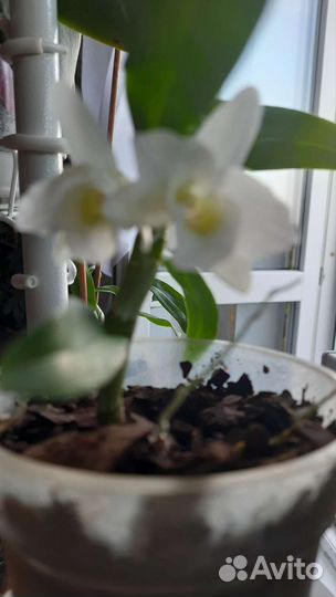 Дендробиум