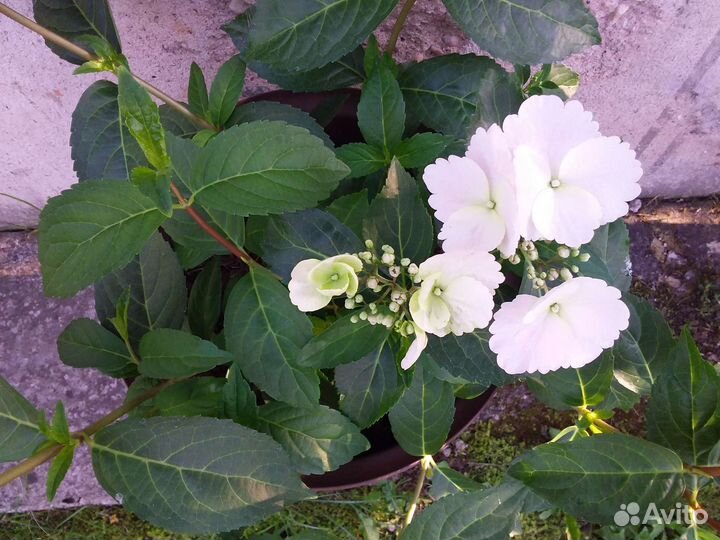 Ампельная гортензия 