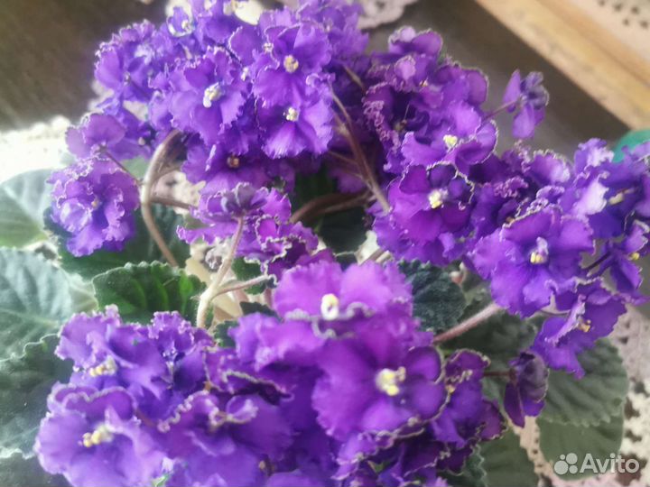 Сортовые фиалки