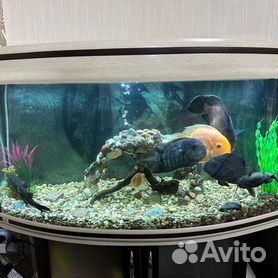Подставка Juwel под аквариум Trigon 350 LED, 120х87х80 см