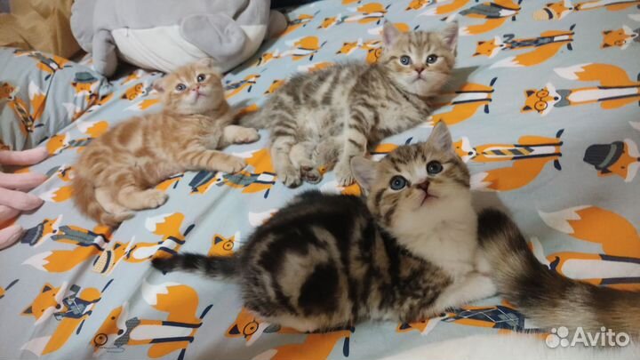 Кошки шотландцы