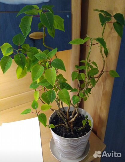 Комнатные-агава суккулент,пуансеттия(рождественска