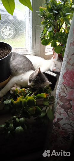 Наши новые котятки приносящие удачу)