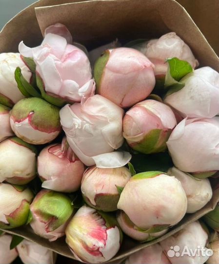 Пионы/Розы/ 9/15/21/51/101