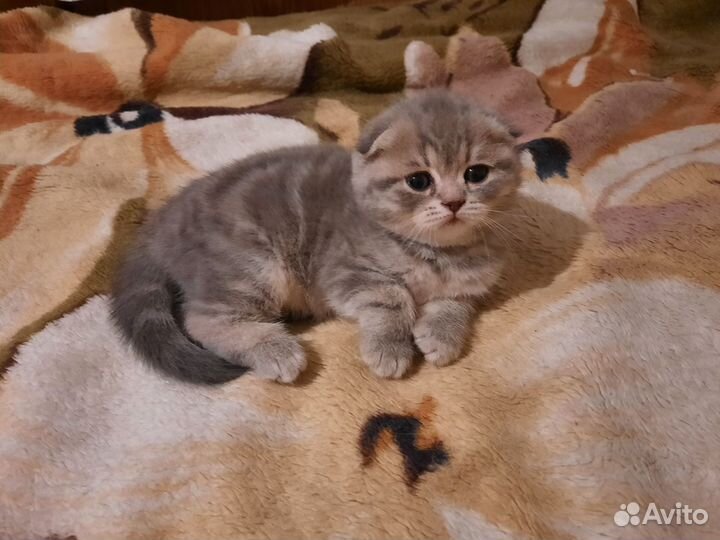 Шотландская