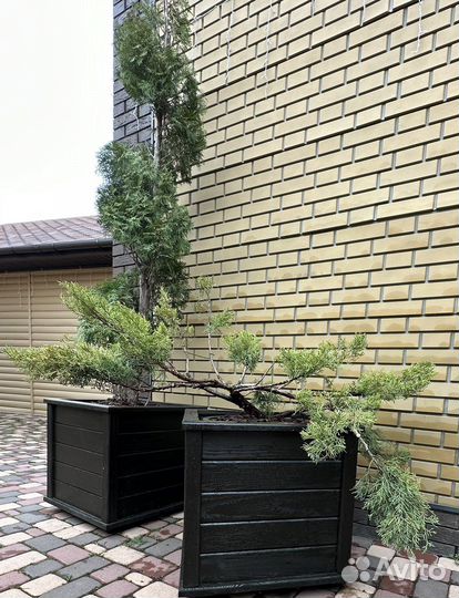 Можжевельник в стиле ниваки