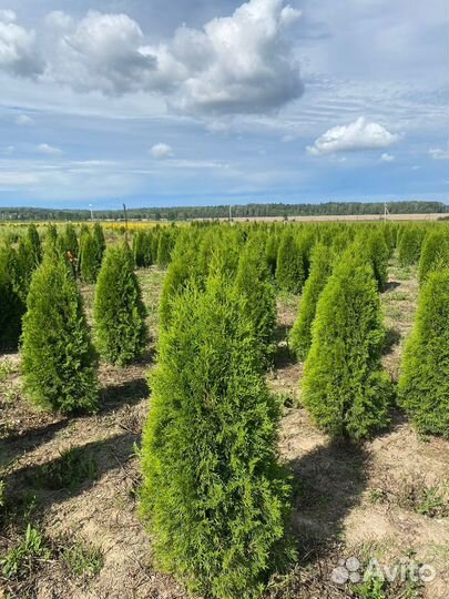Туя Смарагд 140 см из питомника