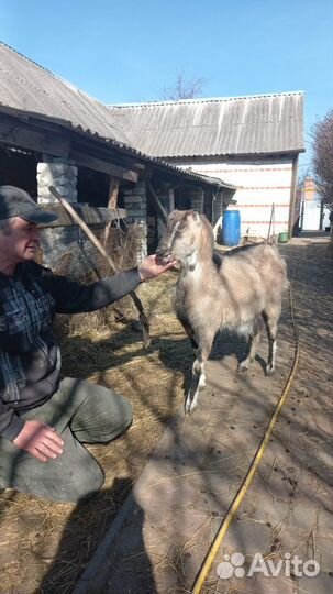 Продаются козлята