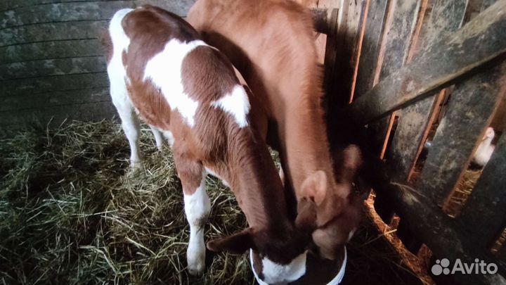 Быки и телята