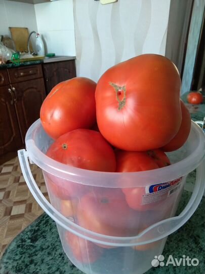 Продам помидоры с куста