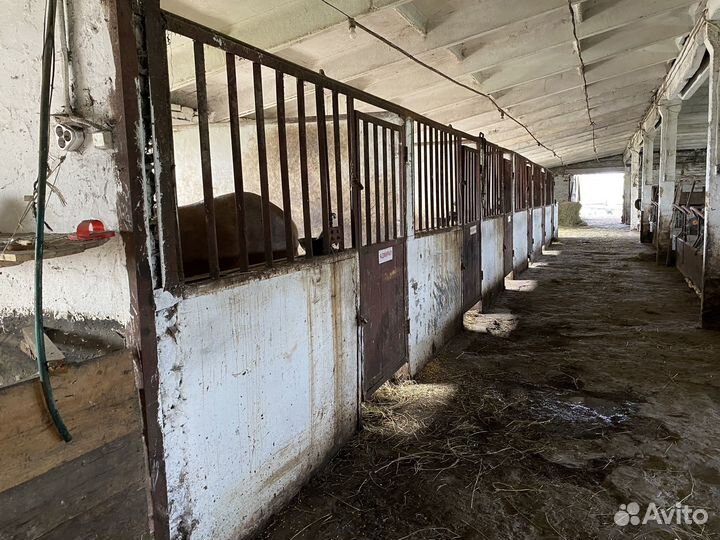 Продам животноводческий комплекс большой дом