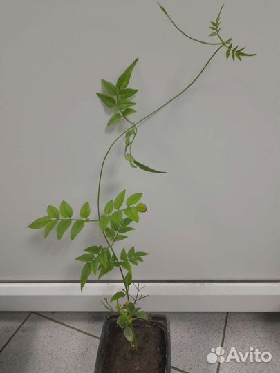 Жасмин комнатный многоцветковый