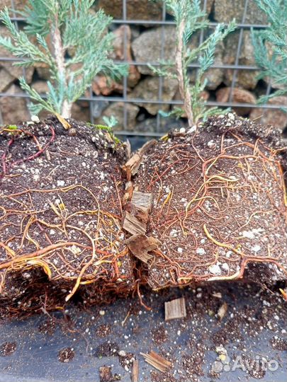 Можжевельник Блю Эрроу