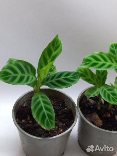 Калатея зебрина