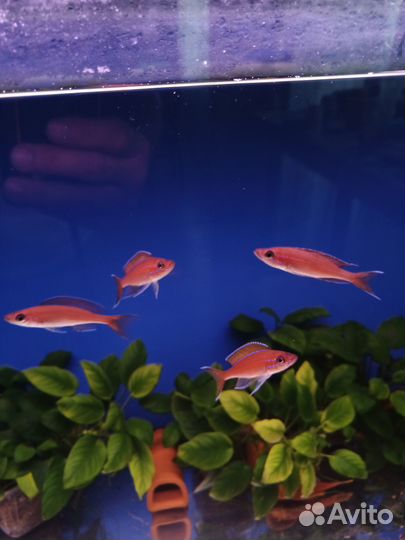 Рыбы Танганьика