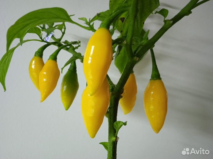 Острый перец