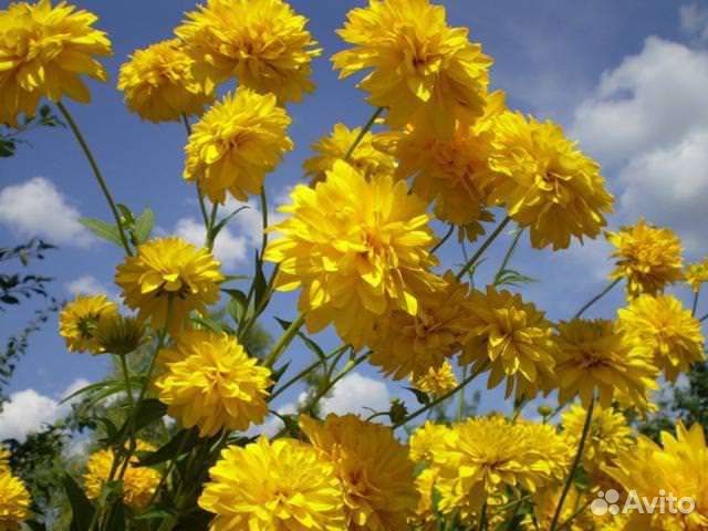 Золотые шары (рудбекия)