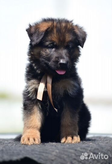 Щенки Немецкой овчарки. Отборное разведение