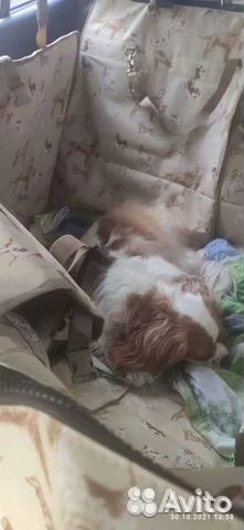 Автогамак для перевозки собак Happy Dog Premium