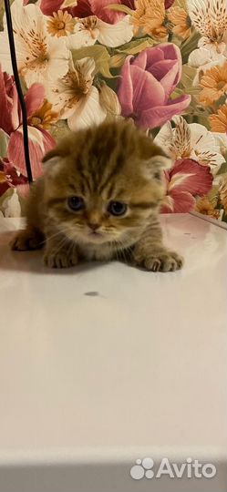 Шотландская