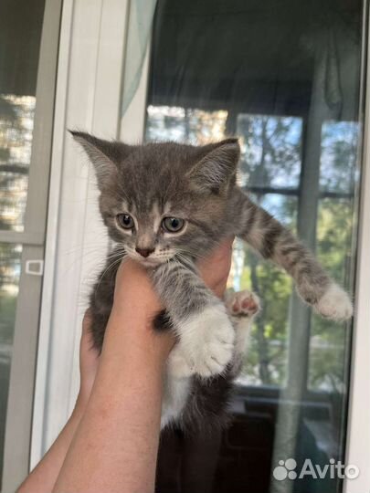 Кошка в дар бесплатно