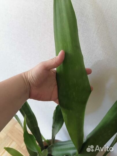 Сансевиерия сортовая, весь горшок
