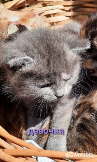 Котята в добрые руки