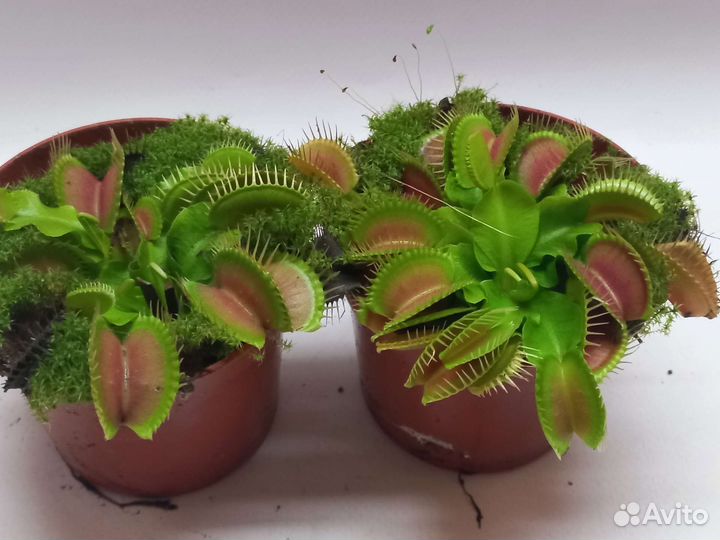 Венерина мухоловка