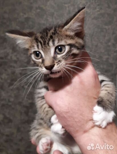 Мейн-кун пацан бсплатно