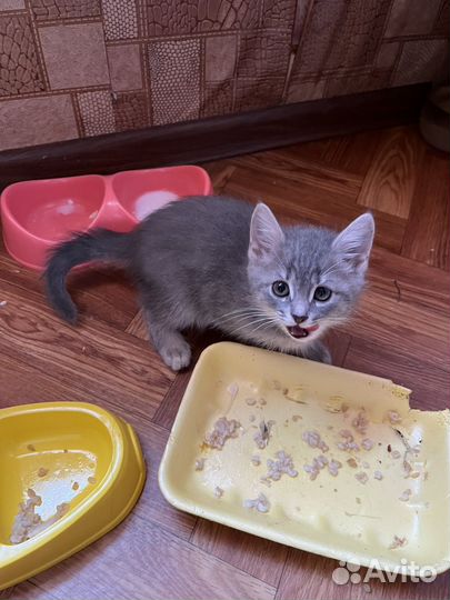 Британская кошка