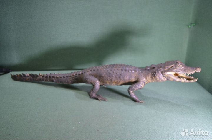 Чучело крокодила. Длина 72 см. Крокодил, крокодиль