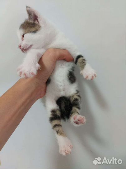 Пушистые котята