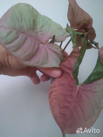 Сингониумы Ред харт, Манго Аллюр, Милк Конфетти