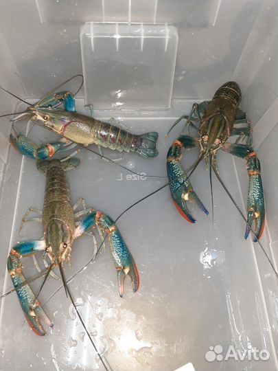 Семьи австралийского рака, мальк и подростки