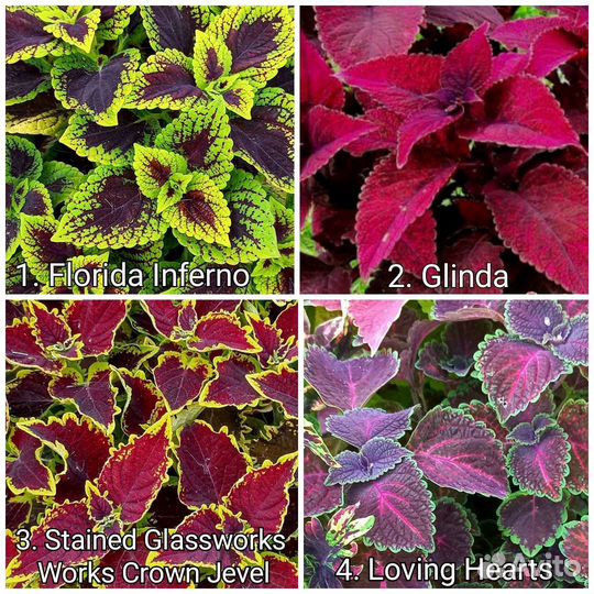 Колеусы 170 сортов Часть 1