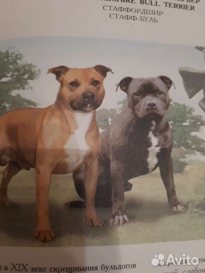 Энциклопедия,Собаки мира 