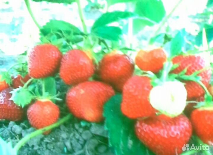 Продаю рассаду Клубники 3 сортов