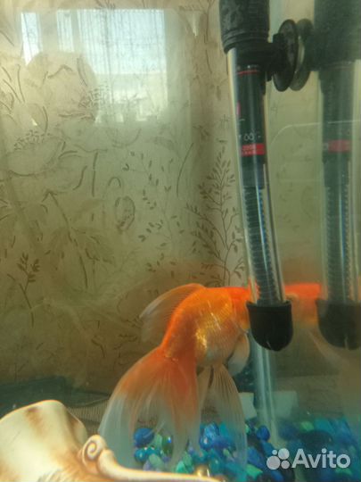 Аквариумные рыбки