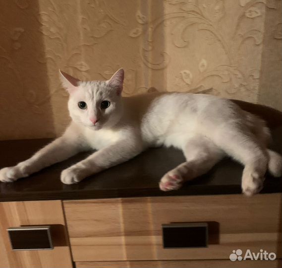 Турецкая ангора