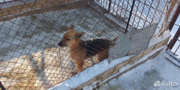 Мистер Собак