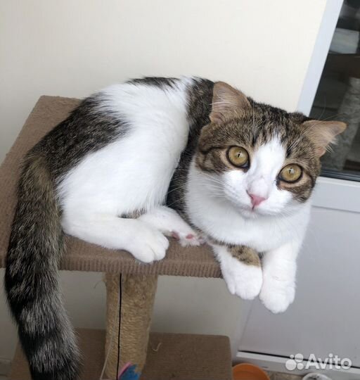 В добрые ручки