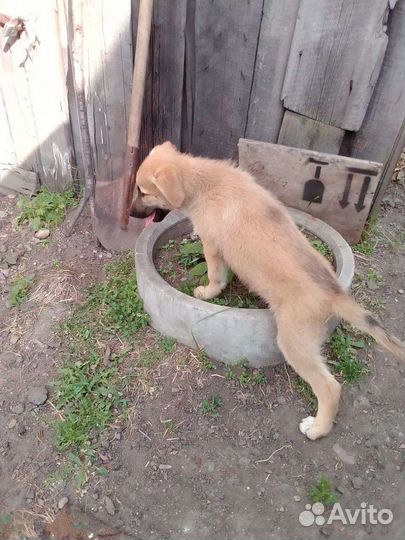 Щенки- охранники в добрые руки