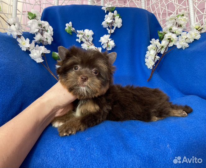 Шоколадный йорк мини девочка