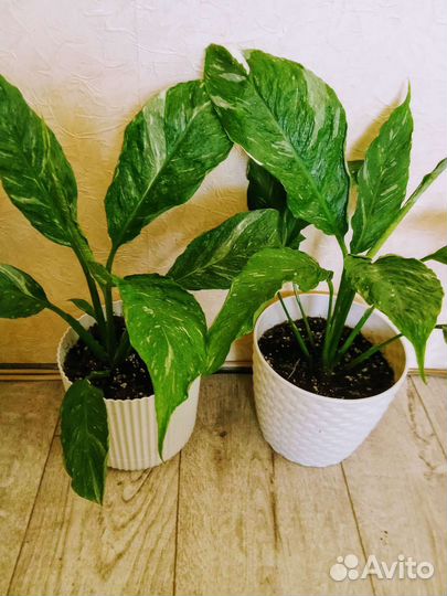 Спатифиллум джемени