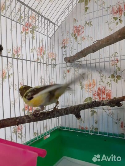 Певчий кенар