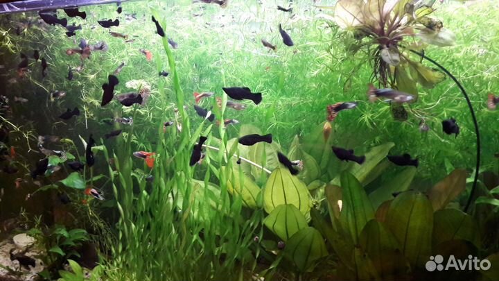 Гуппи самцы и самочки, бесплатно