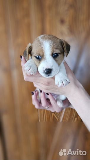 Щенки джек Рассел терьер