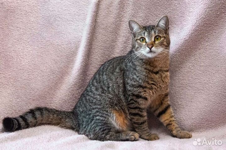 Котёнок, тигровая малышка Джерри ищет семью