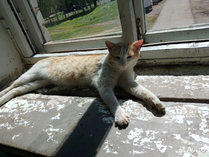 Кот В добрые руки