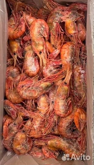 Креветка Ботан